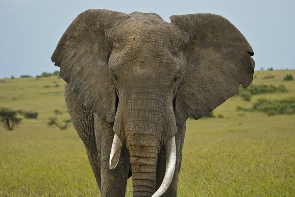 african-elephant-tusks-3.jpg