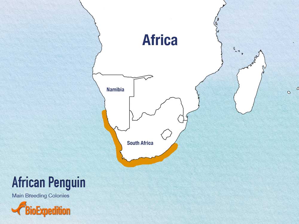 african.jpg