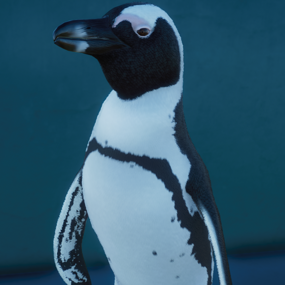 African Penguin Avatar.png