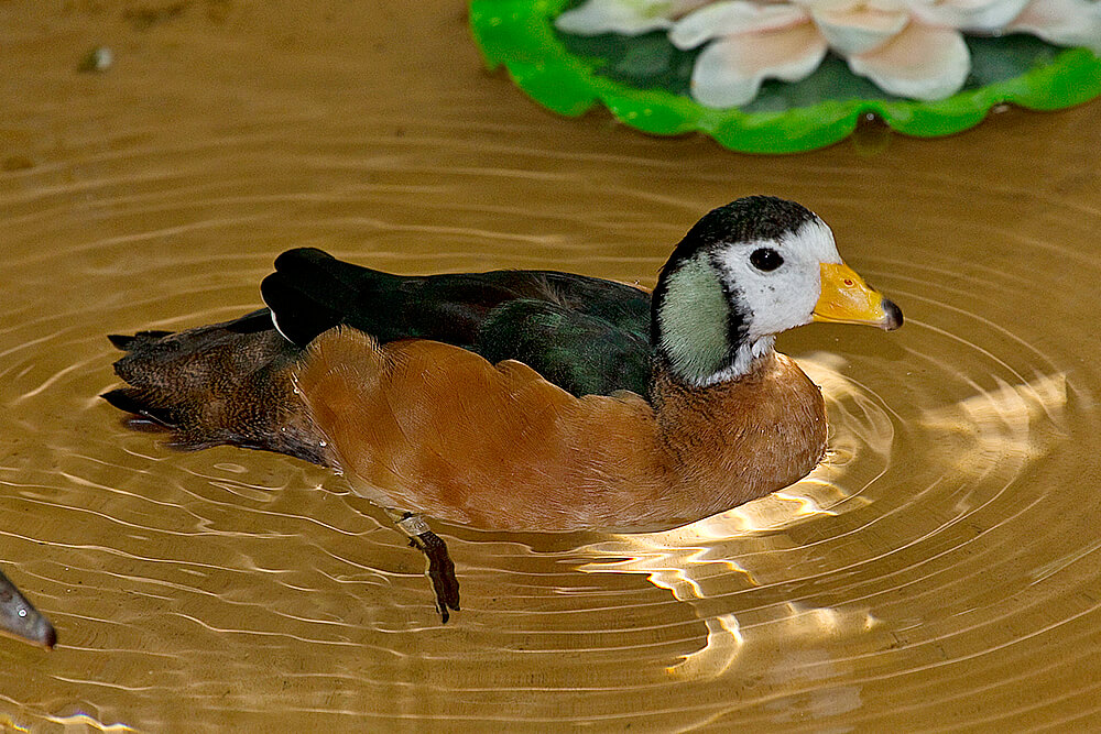 african_pygmy_goose_male.jpg