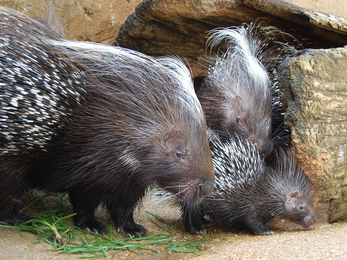 AfricanCrestedPorcupine02.jpg