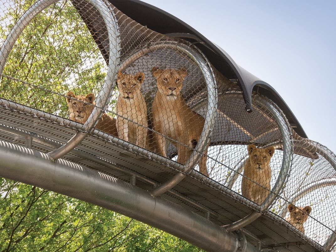africanlioncubs-bigcatcrossing-01___19150249030.jpg