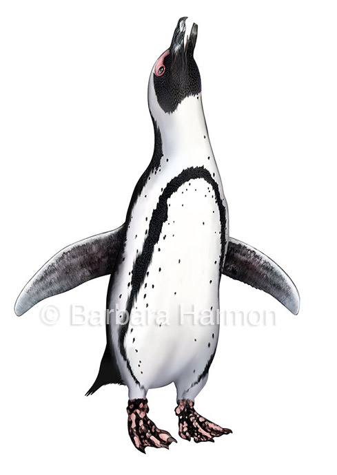 africanpenguin556.jpg