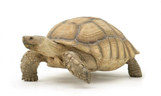 AfricanSpurredTortoise.png