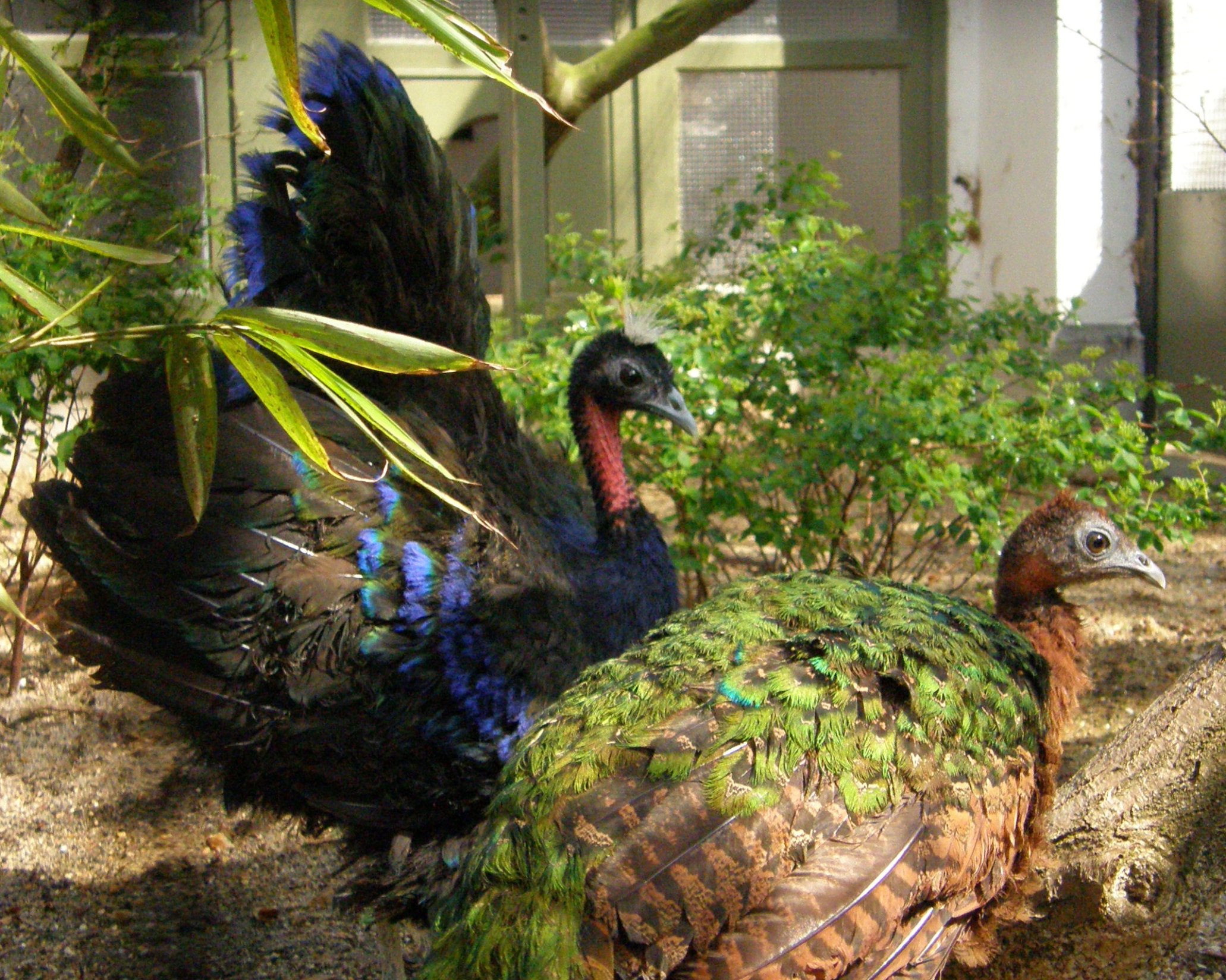 Afropavo_congensis_-Antwerp_Zoo_-pair-8a.jpg