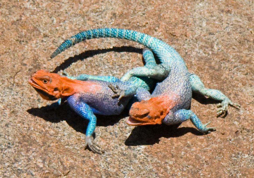 Agama agama M.jpg