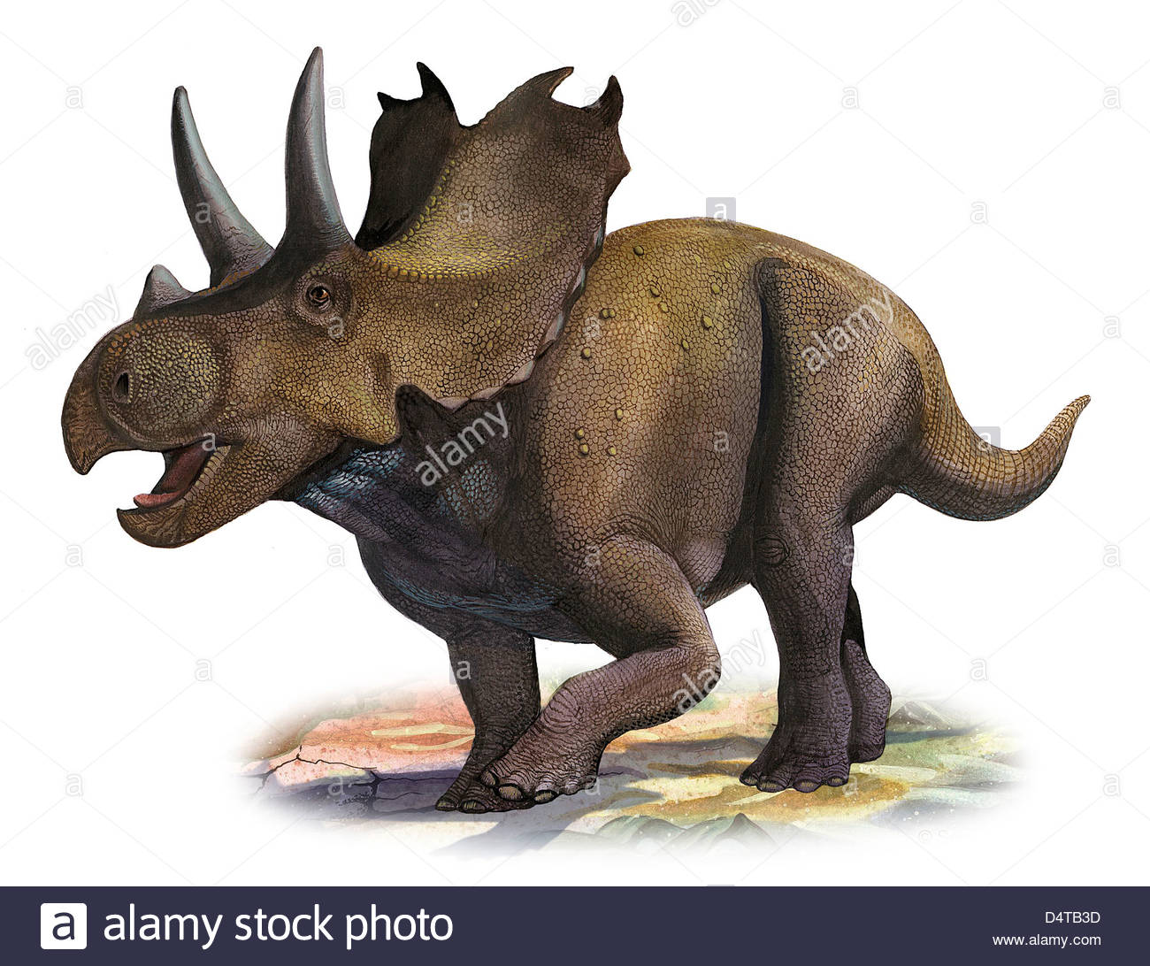agujaceratops-mariscalensis-a-prehistoric-era-dinosaur-from-the-late-D4TB3D.jpg