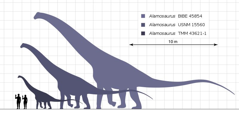 Alamosaurus_Scale_Chart_Steveoc.svg.png