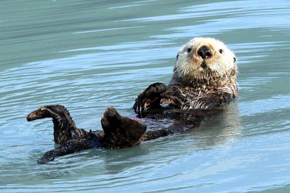 alaska-species-marine-mammalsSea-otter-DAlaska-Channel.jpg