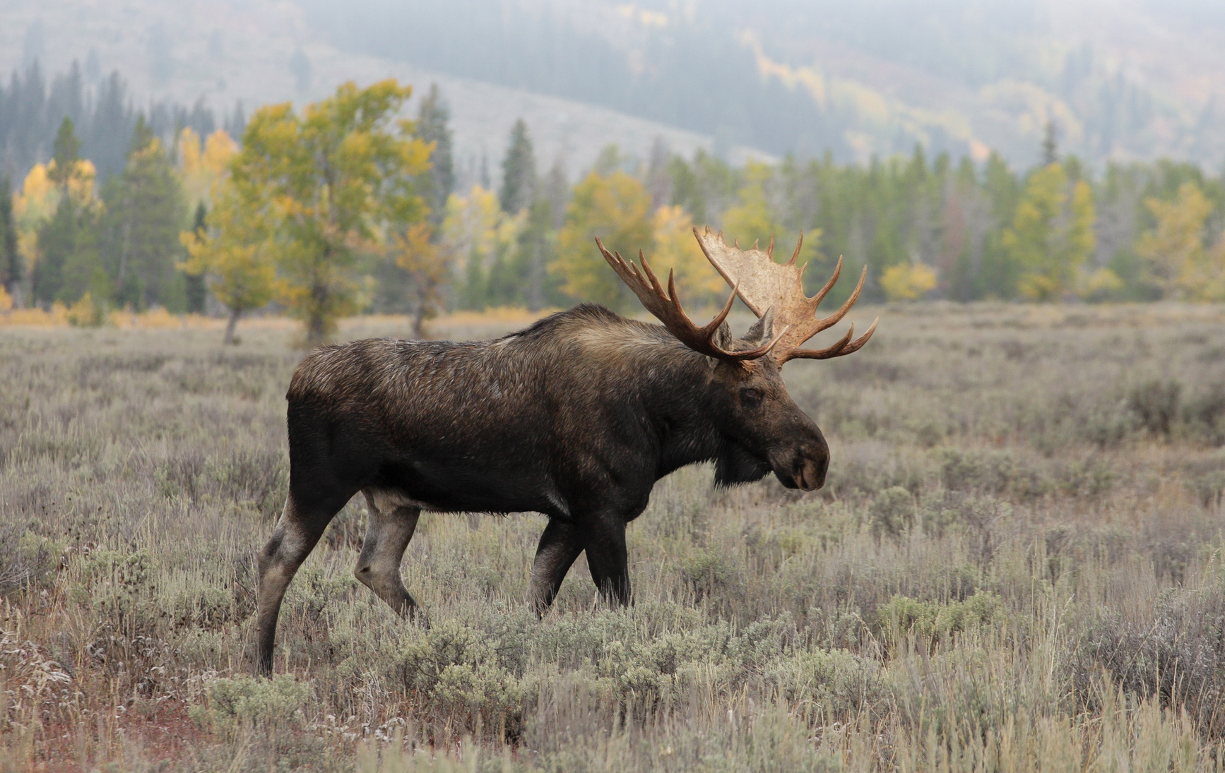Alaskan-Moose.jpg