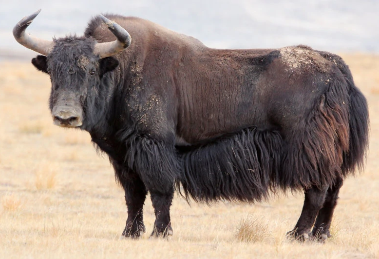 Alaskan_wild_yak_(SciiFii)[1].png