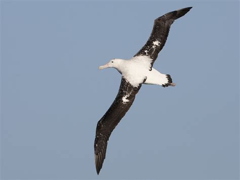albatross.jpg