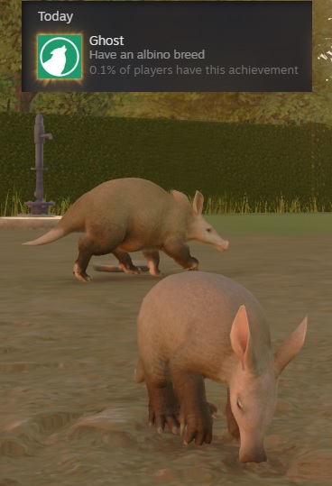 Albino Aardvark.jpg