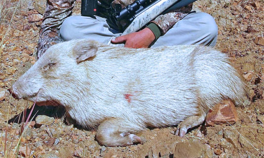 albino-javelina-mullins.jpg