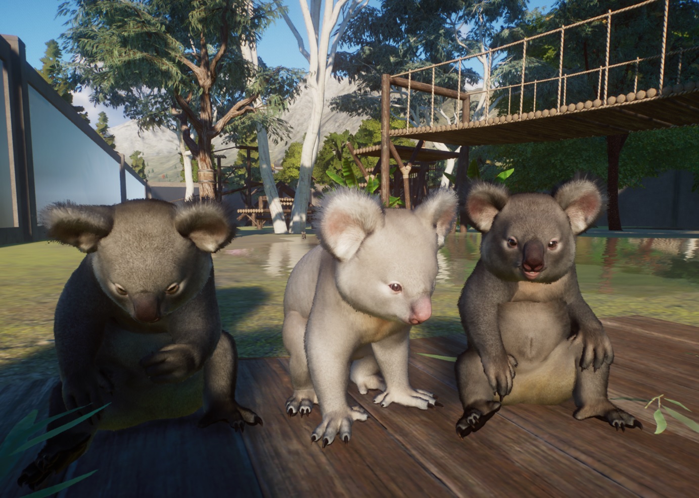 Albino Koala1.jpg