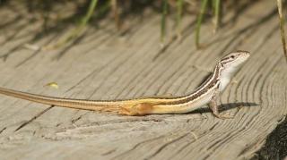 Algerischer Sandlauufer 2 Coto Donano.jpg