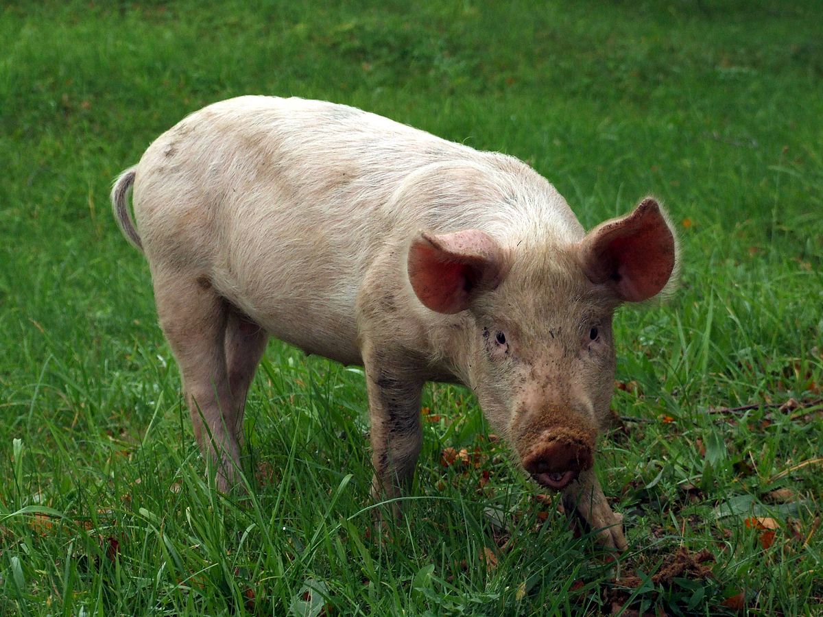 All_animals_are_equal_but_some_animals_are_more_equal_than_others_-_panoramio.jpg