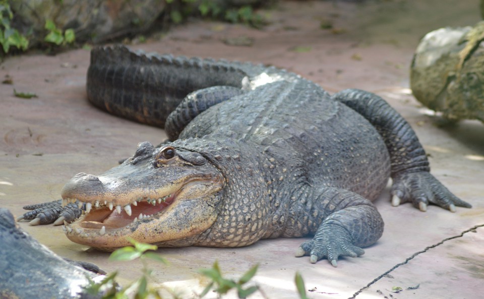 Alligator-4.jpg