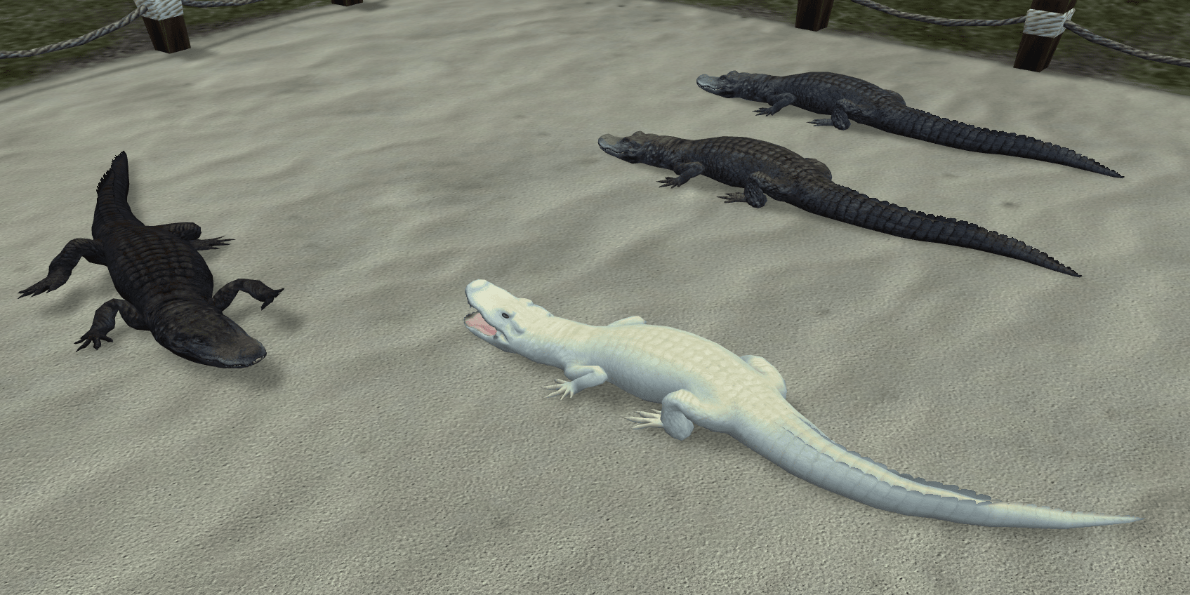 Alligator.png