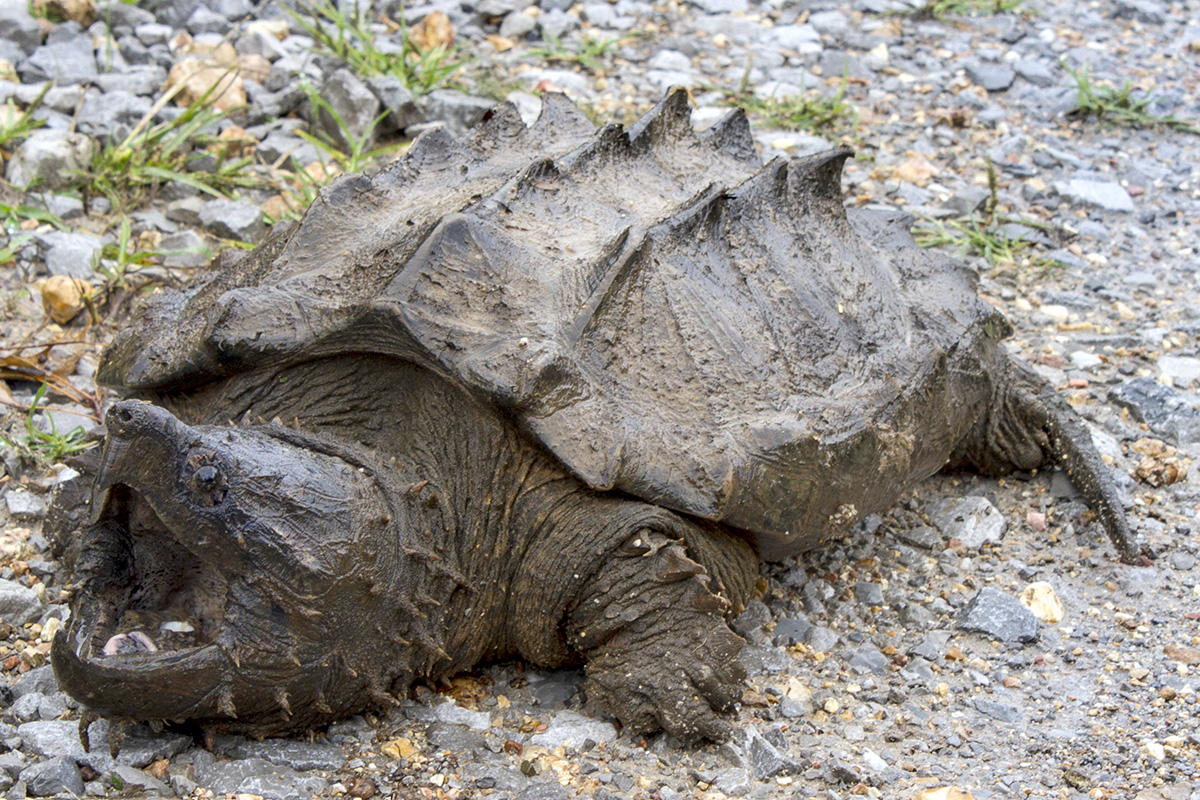 Alligator snapping turtle.jpg