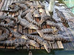 Alligators.png