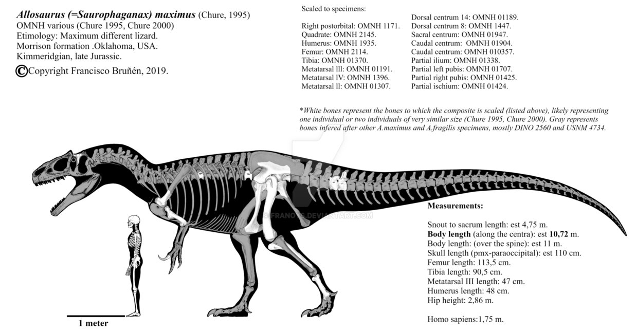 allosaurus___saurophaganax___maximus_skeletal_by_franoys-dcvlgjo.jpg
