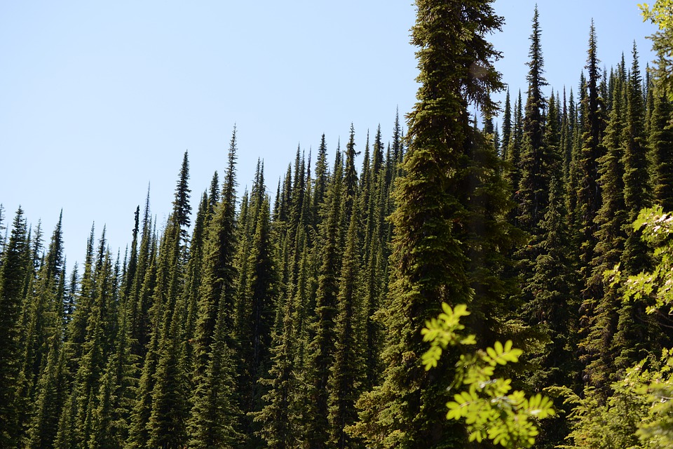 alpine-4504401_960_720.jpg