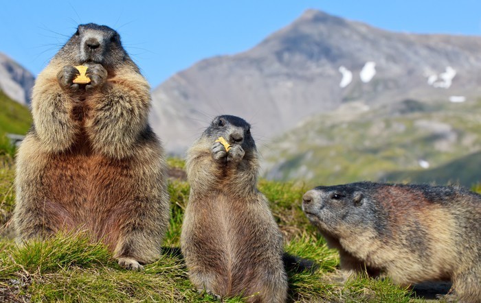 alpine-marmot.jpg