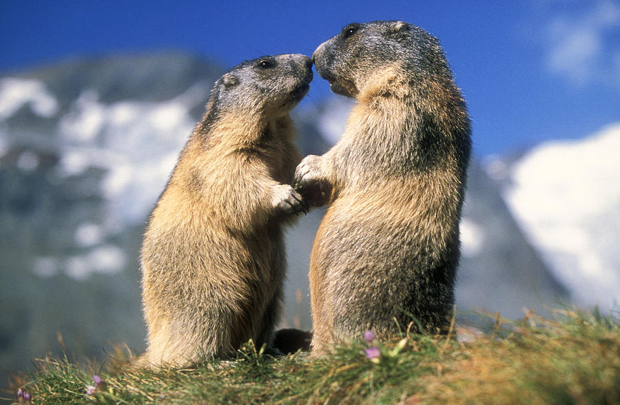 alpine-marmots-duncan-usher.jpg