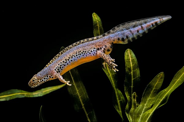 Alpine-newt.jpg