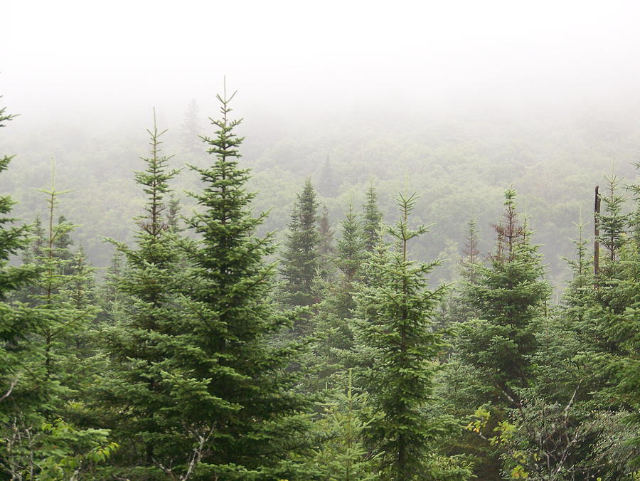 alpine-trees-robin-el-hachem.jpg