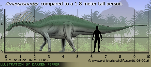 amargasaurus-size.jpg