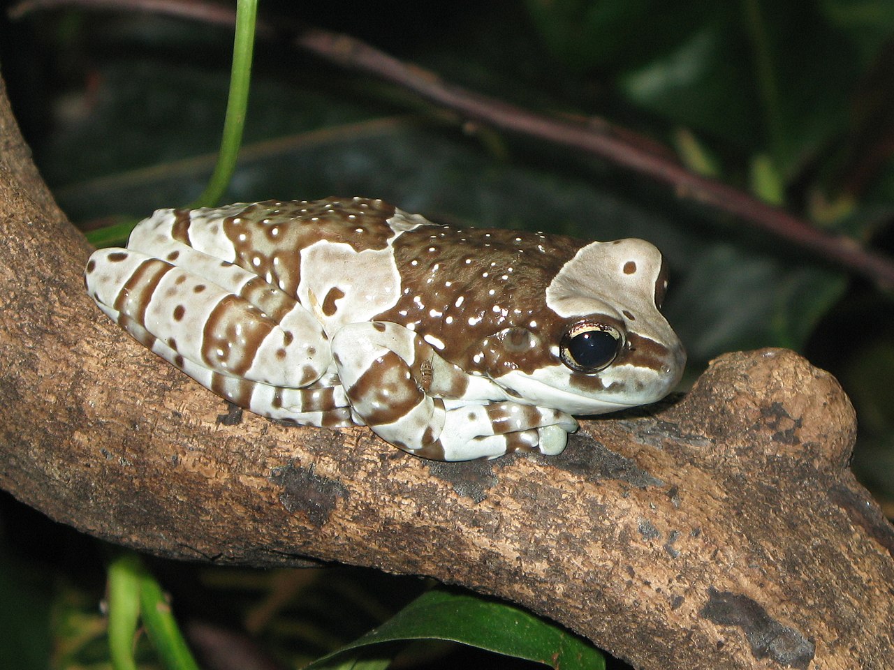 Amazon milk frog.jpg