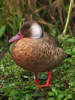 Amazonasente-ipecutiri.jpg