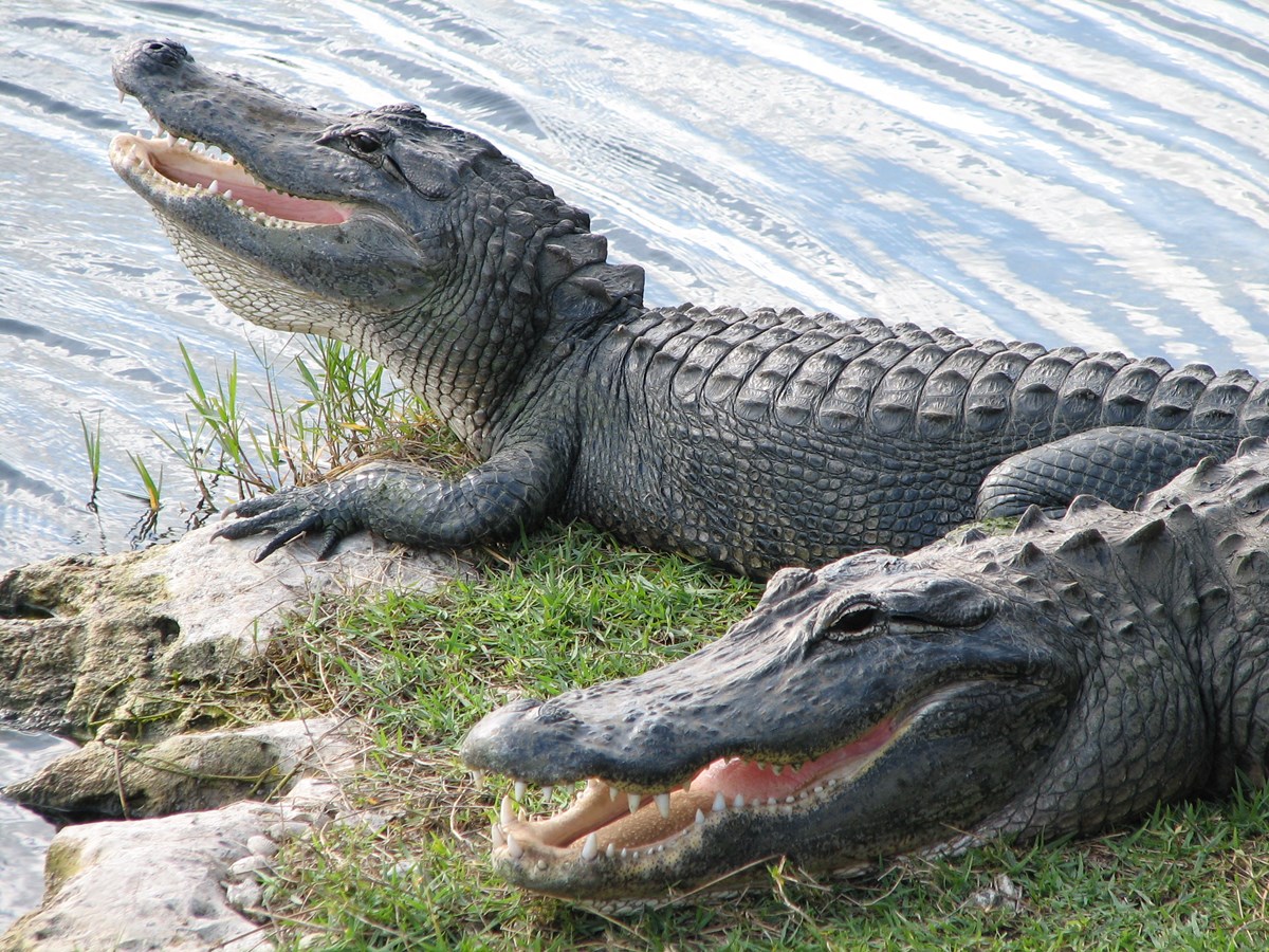 american alligator.jpg
