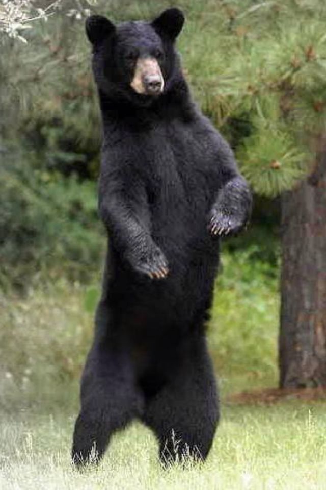 american black bear.jpg