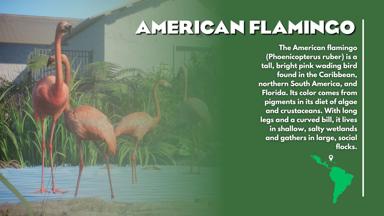 american-flamingo-2-jpg.429163