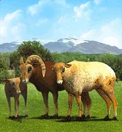 American_Bighorn_Sheep.png