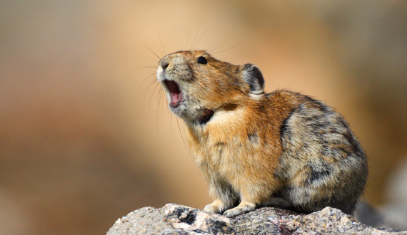 AmericanPika_WilliamCGladish_FPNOT_3_HIRES-scr.jpg