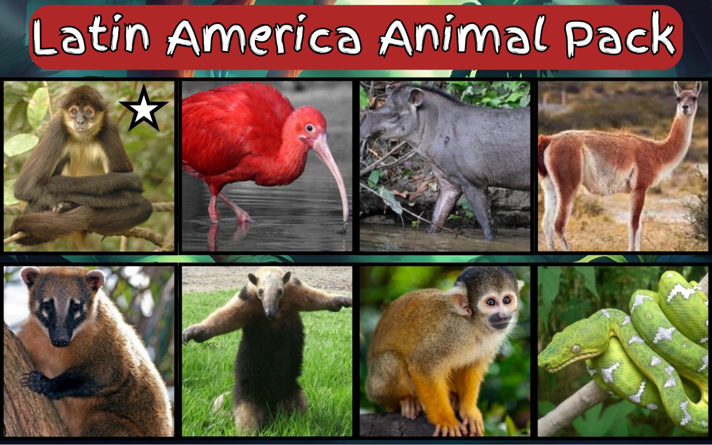 Americas Animal Pack (1).jpg