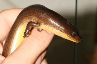 Amphiglossus astrolabi 2.jpg