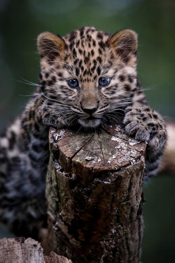amur cub 13 wks.jpg.gallery.jpg