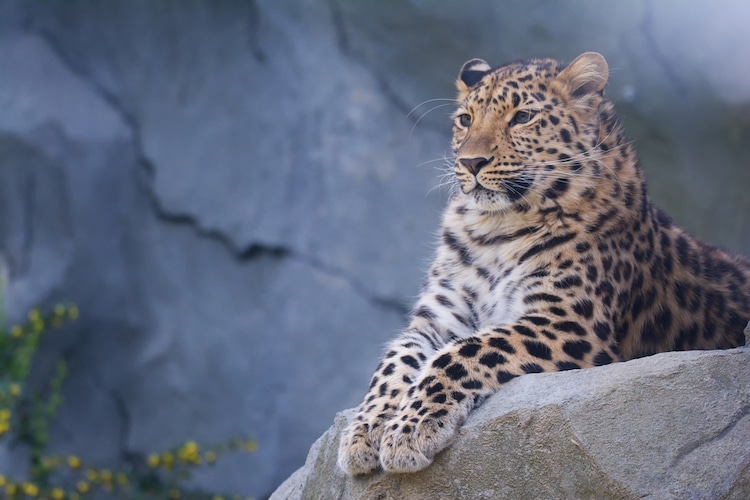 amur-leopard-endangered-species-2.jpg