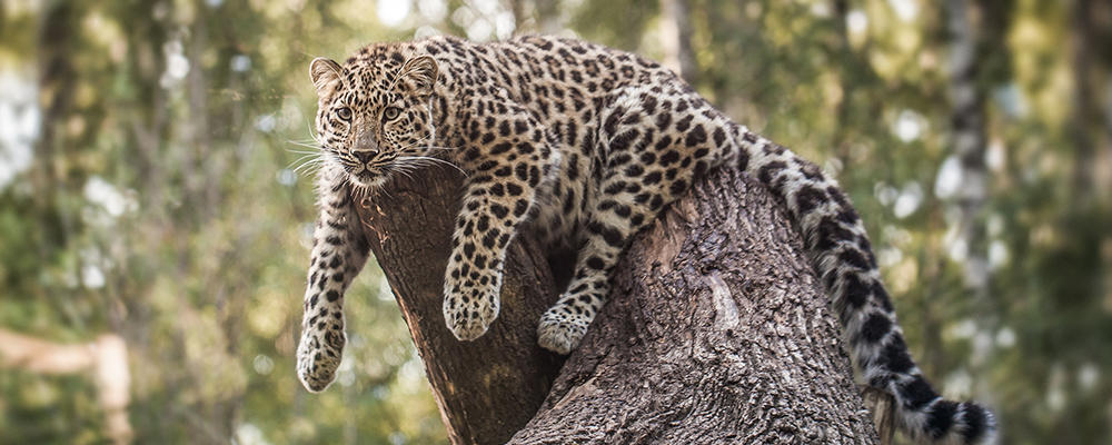 amur leopard.jpg