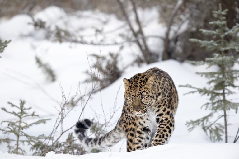 amur-leopard.jpg