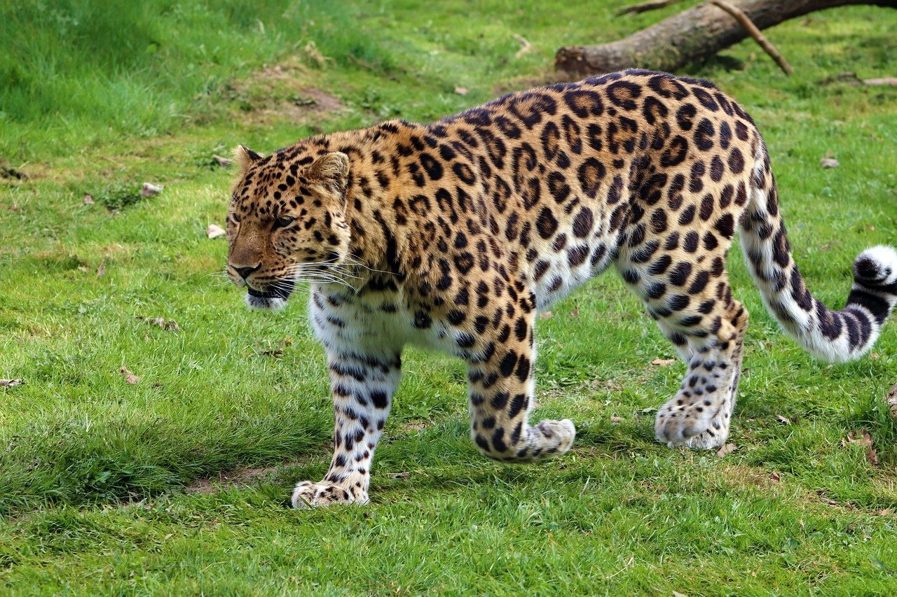Amur-Leopard.jpg