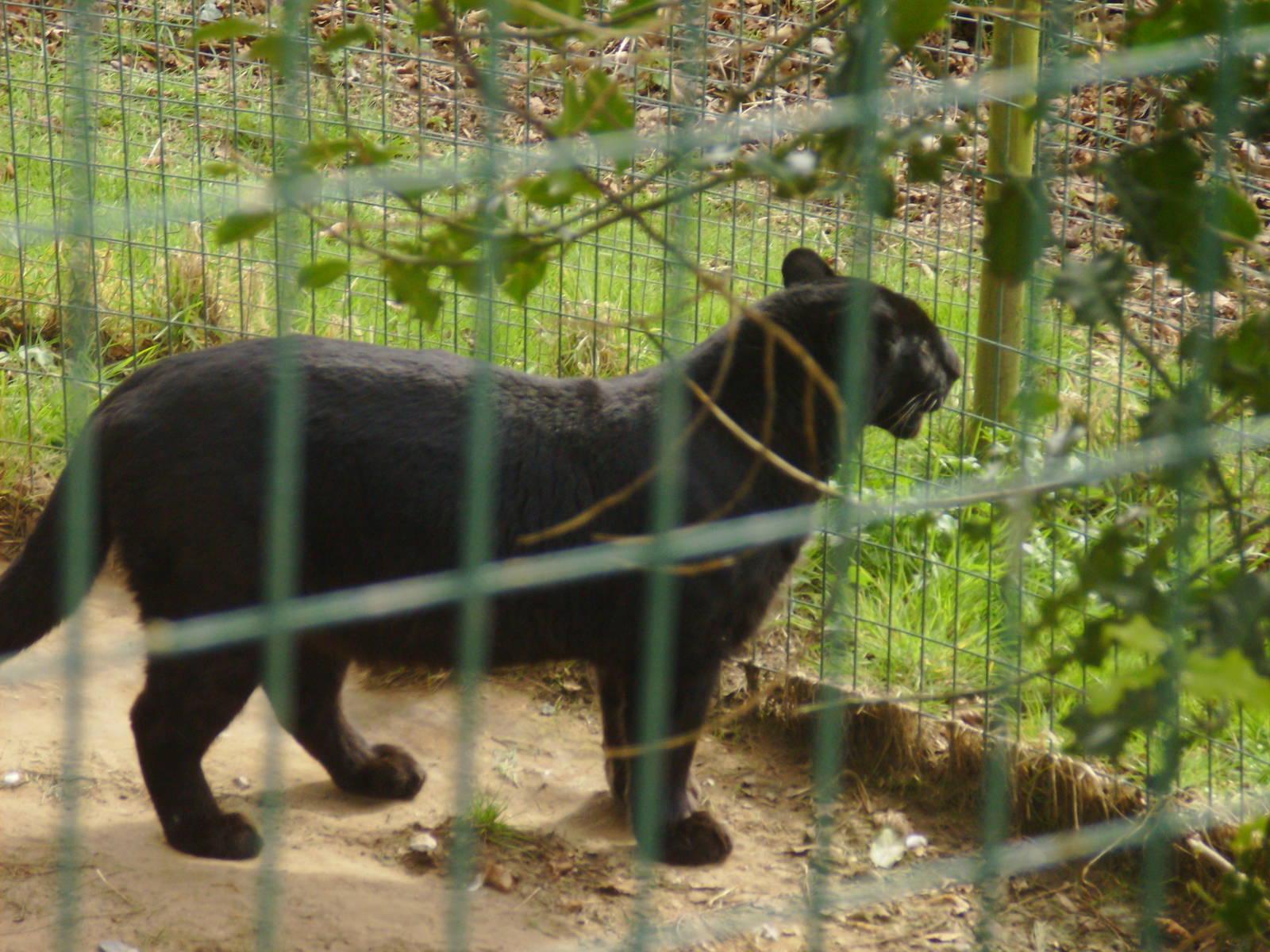 Amur_Leopard_3_.JPG