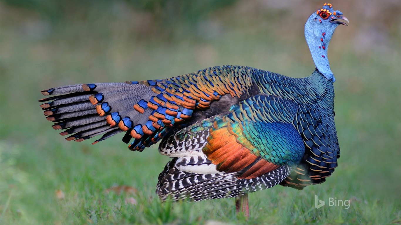 An_ocellated_turkey_in_Guatemala-2016_Bing_Desktop_Wallpaper_1366x768.jpg