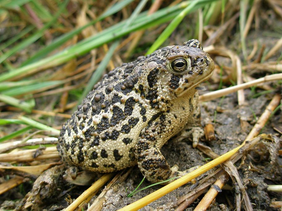 Anaxyrus_baxteri-3.jpg