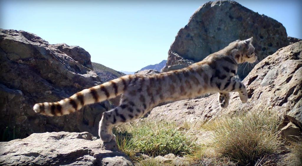 Andean-cat-.jpg